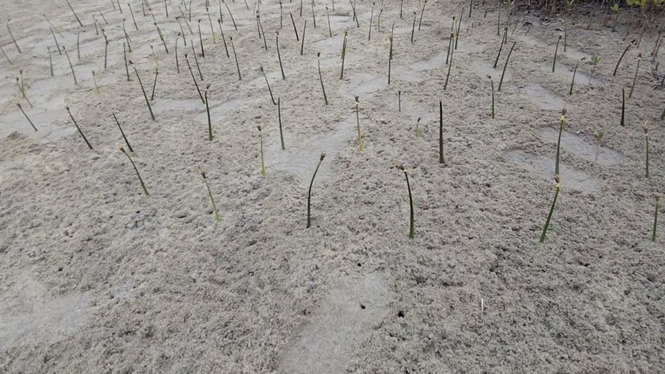 Plot 01 after planting: mangrove seedlings in the same ground
